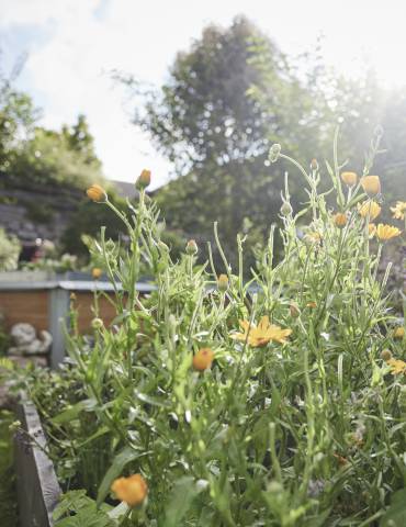 Herb garden in the Hotel Der Brandstetterhof