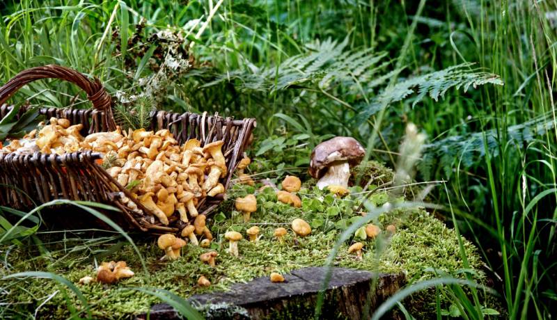 Culture de champignons au Tyrol: Délices pour la cuisine d'hôtel - Der Brandstetterhof