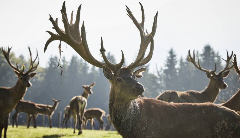 Gibier & chasse au Tyrol: Réserve de chasse et élevage de cerfs - Der Brandstetterhof