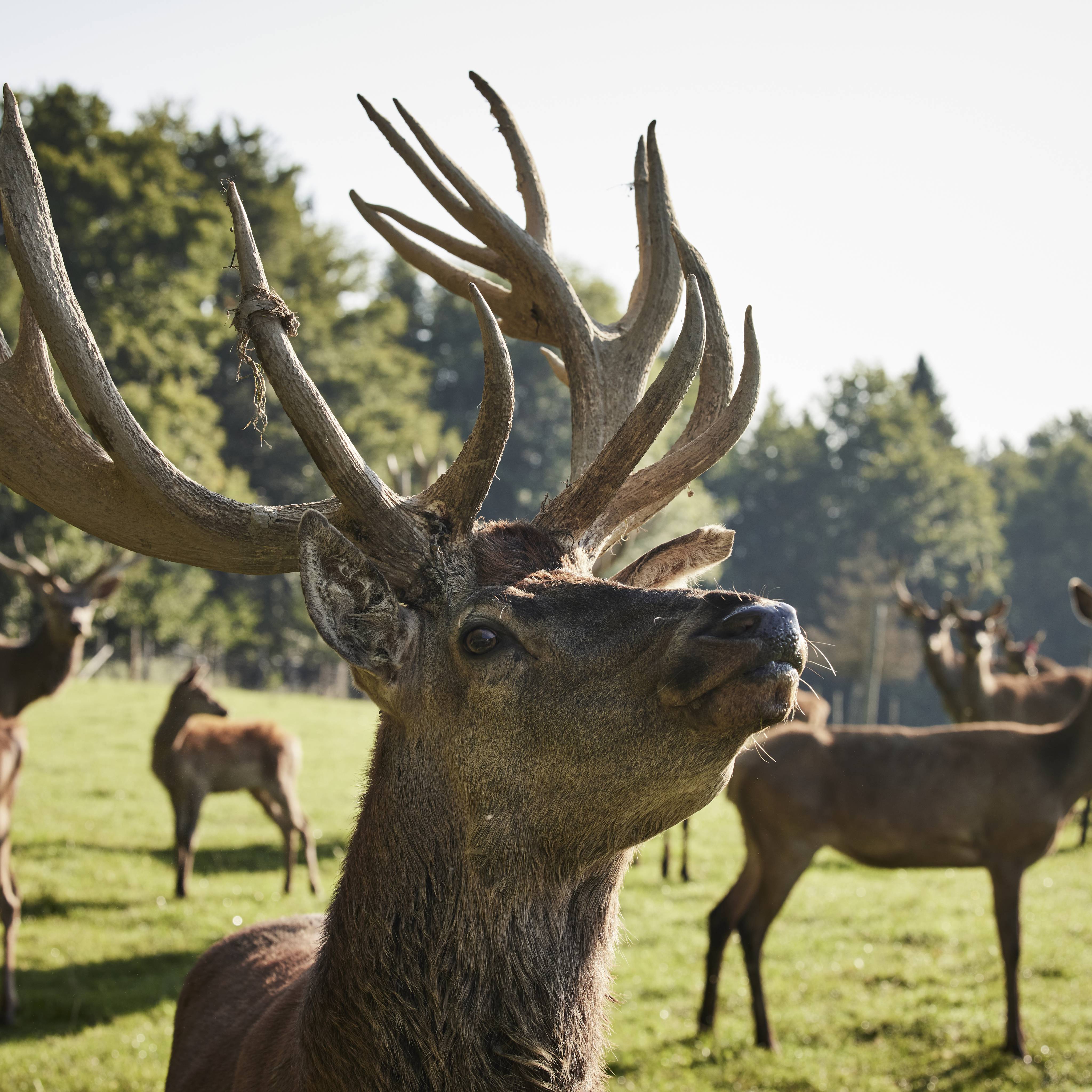 Een eenheid van dier en natuur - Der Brandstetterhof